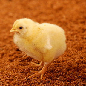 種鶏の飼育・ひな鶏の生産