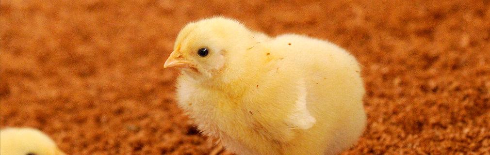 種鶏から育てる安心の生産方式